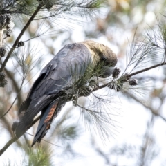 Calyptorhynchus lathami (Glossy Black-Cockatoo) at Wingello, NSW - 21 Mar 2020 by Aussiegall