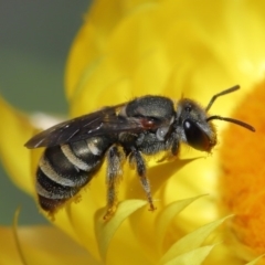 Lipotriches (Austronomia) phanerura (Halictid Bee) at Acton, ACT - 17 Mar 2020 by TimL