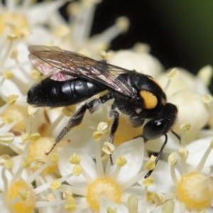 Leioproctus (Leioproctus) irroratus at Acton, ACT - 17 Mar 2020