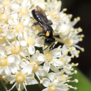 Leioproctus (Leioproctus) irroratus at Acton, ACT - 17 Mar 2020