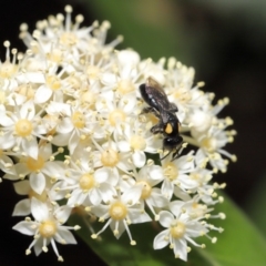 Leioproctus (Leioproctus) irroratus at Acton, ACT - 17 Mar 2020