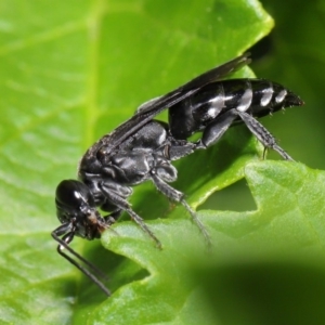 Crabroninae (subfamily) at Acton, ACT - 17 Mar 2020 12:58 PM