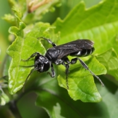 Crabroninae (subfamily) at Acton, ACT - 17 Mar 2020 12:58 PM