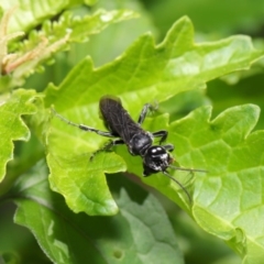 Crabroninae (subfamily) at Acton, ACT - 17 Mar 2020