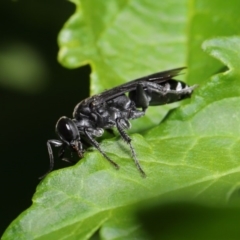 Crabroninae (subfamily) at Acton, ACT - 17 Mar 2020