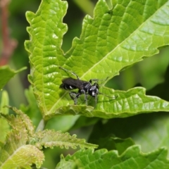 Crabroninae (subfamily) at Acton, ACT - 17 Mar 2020