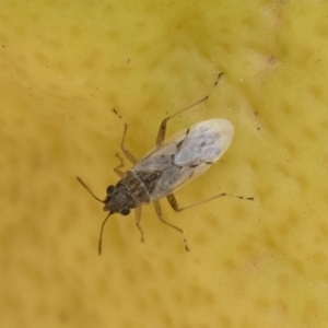 Nysius vinitor at Michelago, NSW - 14 Dec 2019 12:12 PM