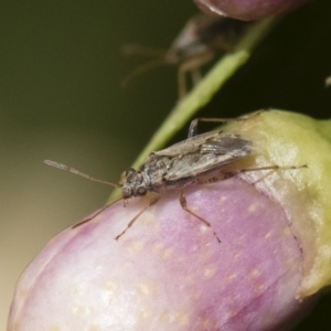 Nysius vinitor at Michelago, NSW - 14 Dec 2019