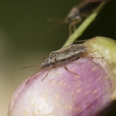 Nysius vinitor at Michelago, NSW - 14 Dec 2019 12:12 PM