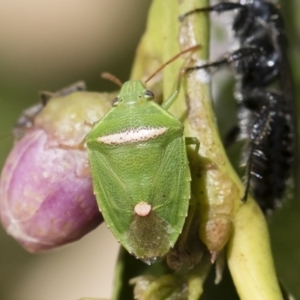 Ocirrhoe unimaculata at Michelago, NSW - 14 Dec 2019 12:09 PM