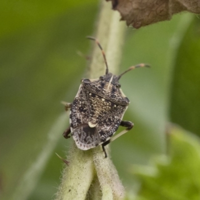 Oncocoris geniculatus (A shield bug) at Michelago, NSW - 16 Dec 2018 by Illilanga