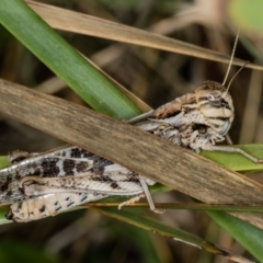 Gastrimargus musicus (Yellow-winged Locust or Grasshopper) at Bruce, ACT - 24 Jan 2019 by Bron