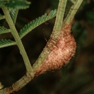 Austracantha minax at Bruce, ACT - 25 Jan 2019