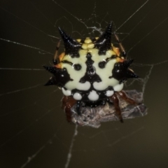 Austracantha minax at Bruce, ACT - 25 Jan 2019