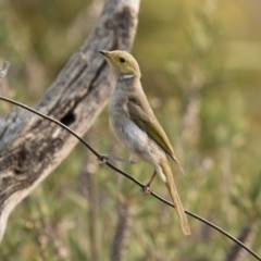 Ptilotula penicillata (White-plumed Honeyeater) at Illilanga & Baroona - 30 Dec 2019 by Illilanga