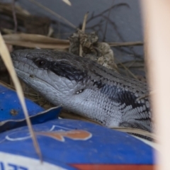 Tiliqua scincoides scincoides (Eastern Blue-tongue) at Michelago, NSW - 17 Dec 2019 by Illilanga