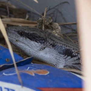 Tiliqua scincoides scincoides at Michelago, NSW - 17 Dec 2019