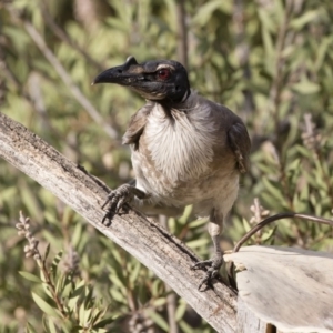 Philemon corniculatus at Michelago, NSW - 19 Dec 2019