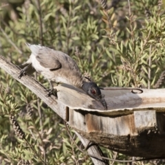 Philemon corniculatus at Michelago, NSW - 19 Dec 2019