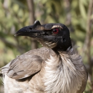 Philemon corniculatus at Michelago, NSW - 19 Dec 2019