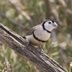 Stizoptera bichenovii (Double-barred Finch) at Michelago, NSW - 20 Dec 2019 by Illilanga