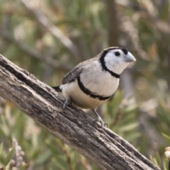 Stizoptera bichenovii (Double-barred Finch) at Illilanga & Baroona - 21 Dec 2019 by Illilanga