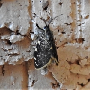 Cebysa leucotelus at Wanniassa, ACT - 23 Mar 2020