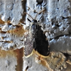 Cebysa leucotelus at Wanniassa, ACT - 23 Mar 2020 08:57 AM