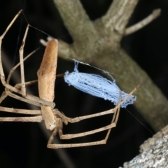 Asianopis sp. (genus) (Net-casting spider) at Mollymook Beach, NSW - 20 Mar 2020 by jbromilow50