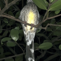 Anthochaera carunculata (Red Wattlebird) at Mollymook Beach, NSW - 20 Mar 2020 by jbromilow50