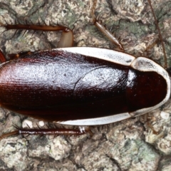 Methana parva (Spined Methana Cockroach) at Mollymook Beach, NSW - 20 Mar 2020 by jb2602