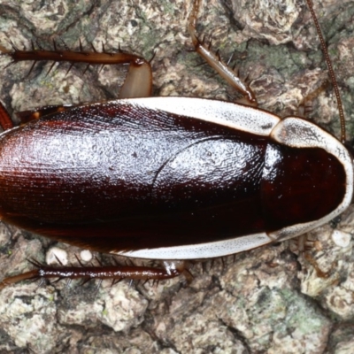 Drymaplaneta communis at Mollymook Beach, NSW - 20 Mar 2020 by jbromilow50