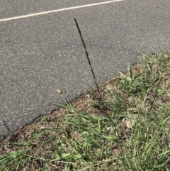 Sporobolus creber (Slender Rat's Tail Grass) at Mitchell, ACT - 21 Mar 2020 by walter