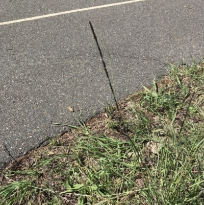 Sporobolus creber (Slender Rat's Tail Grass) at Mitchell, ACT - 21 Mar 2020 by walter