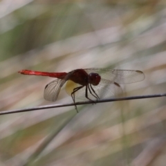 Orthetrum villosovittatum (Fiery Skimmer) at Garrads Reserve Narrawallee - 20 Mar 2020 by jbromilow50