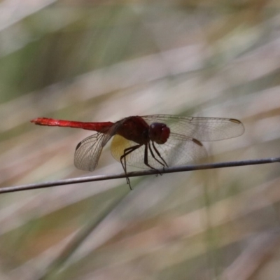 Orthetrum villosovittatum (Fiery Skimmer) at Garrads Reserve Narrawallee - 20 Mar 2020 by jbromilow50