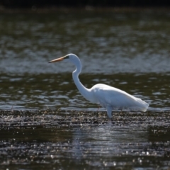 Ardea alba (Great Egret) at Narrawallee, NSW - 20 Mar 2020 by jbromilow50