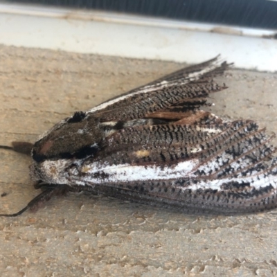 Endoxyla encalypti (Wattle Goat Moth) at Dunlop, ACT - 23 Mar 2020 by JasonC