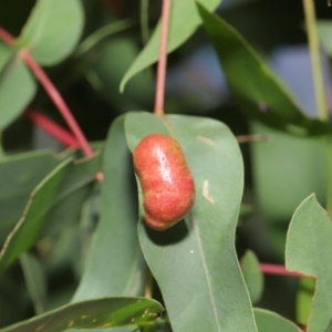 Chalcidoidea (superfamily) at Hackett, ACT - 17 Mar 2020