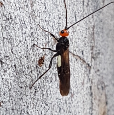 Callibracon capitator (White Flank Black Braconid Wasp) at O'Connor, ACT - 23 Mar 2020 by trevorpreston