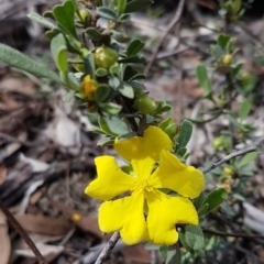 Hibbertia obtusifolia (Grey Guinea-flower) at O'Connor, ACT - 23 Mar 2020 by trevorpreston