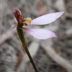 Eriochilus cucullatus (Parson's Bands) at O'Connor, ACT - 23 Mar 2020 by trevorpreston