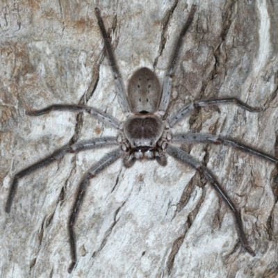 Isopeda sp. (genus) (Huntsman Spider) at Mollymook Beach Bushcare - 20 Mar 2020 by jbromilow50