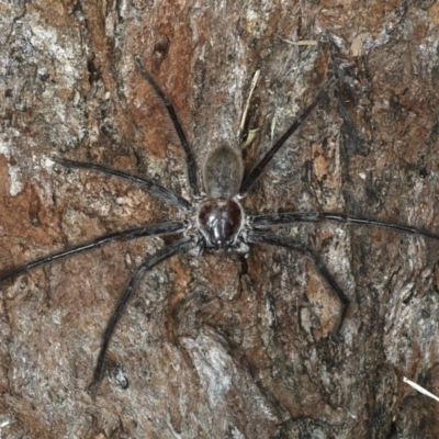 Sparassidae (family) (A Huntsman Spider) at Mollymook Beach, NSW - 20 Mar 2020 by jbromilow50