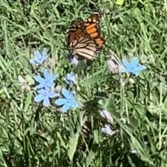 Danaus plexippus (Monarch) at Black Range, NSW - 23 Mar 2020 by Steph H