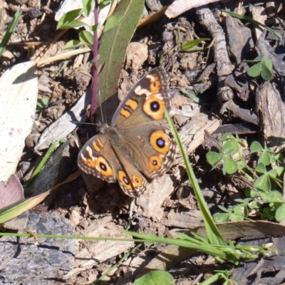 Junonia villida (Meadow Argus) at Black Range, NSW - 23 Mar 2020 by MatthewHiggins