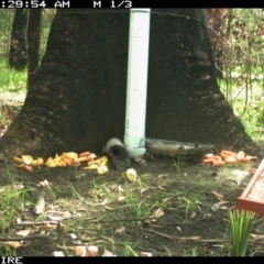 Wallabia bicolor (Swamp Wallaby) at Basin View, NSW - 11 Mar 2020 by simon.slater