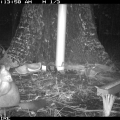 Phalangeridae (family) (Brushtail Possums) at Basin View, NSW - 12 Mar 2020 by simon.slater