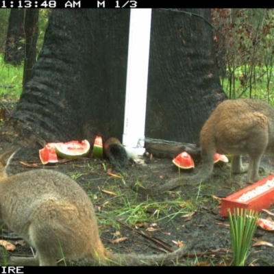 Notamacropus rufogriseus (Red-necked Wallaby) at Basin View, NSW - 14 Mar 2020 by simon.slater