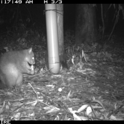 Trichosurus vulpecula (Common Brushtail Possum) at Tomerong, NSW - 9 Mar 2020 by simon.slater